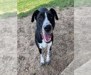 Lab-Pointer Dogs for adoption in Plano, TX, USA