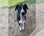 Small Lab-Pointer