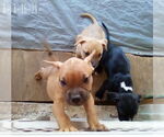 Small #12 Bulldog Mix