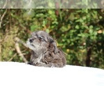 Small #19 ShihPoo