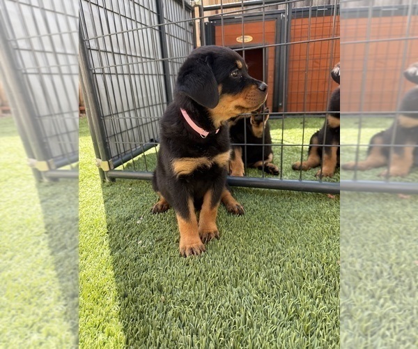 Medium Photo #16 Rottweiler Puppy For Sale in SAN JOSE, CA, USA