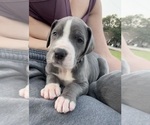 Small #4 Great Dane