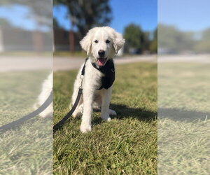 Great Pyrenees Dogs for adoption in Holly Springs, NC, USA