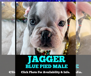 French Bulldog Puppy for sale in HEATHROW, FL, USA