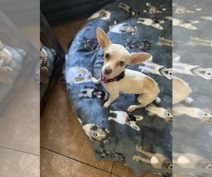 Blanca - Female Chihuahua-Unknown Mix Dog for Adoption - Photo #2