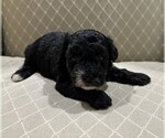 Puppy Puppy 1 Poodle (Toy)