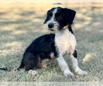 Small #5 Dachshund Mix