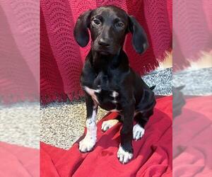 Labrador Retriever-Unknown Mix Dogs for adoption in Brewster, MA, USA
