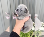 Small Photo #2 French Bulldog Puppy For Sale in SULLIVAN, OH, USA