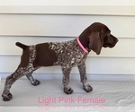 Small #1 German Shorthaired Pointer