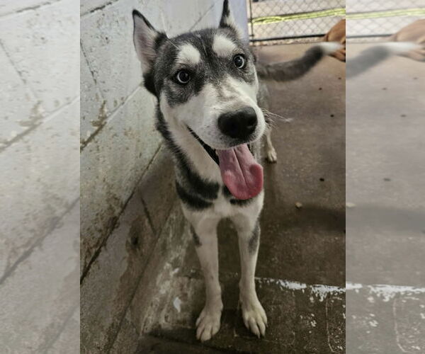 Medium Photo #1 Huskies -Unknown Mix Puppy For Sale in El Centro, CA, USA