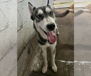 Huskies -Unknown Mix Dogs for adoption in El Centro, CA, USA