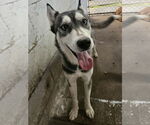 Small Huskies  Mix