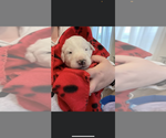 Small Photo #1 Pyredoodle Puppy For Sale in CLAYTON, NY, USA