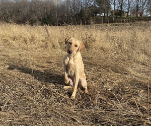 Mother of the Labrador Retriever puppies born on 04/11/2023