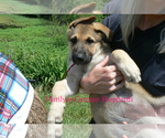 Small #5 German Shepherd Dog