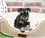 Small #17 Schnauzer (Miniature)