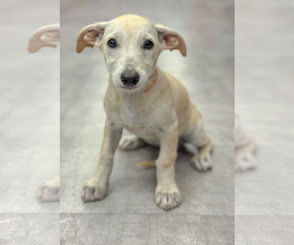 Medium Photo #5 Dachshund-Unknown Mix Puppy For Sale in PIPE CREEK, TX, USA