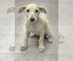 Small #4 Dachshund Mix