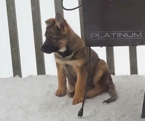 Medium Photo #20 German Shepherd Dog Puppy For Sale in SAINT CROIX FALLS, WI, USA