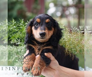 Dachshund Puppy for sale in EAST EARL, PA, USA
