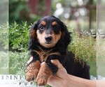 Small Dachshund