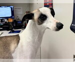 Small Whippet