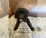 Puppy 9 Goldendoodle (Miniature)