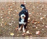 Small Photo #1 Bernedoodle Puppy For Sale in MARTINSVILLE, IN, USA