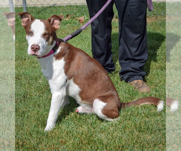Medium Photo #3 German Shepherd Dog-Huskies  Mix Puppy For Sale in Huntley, IL, USA