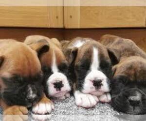 Boxer Puppy for sale in HOFFMAN EST, IL, USA