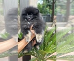 Small #4 Pomeranian
