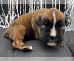 Small #2 Boxer