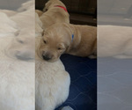 Small #13 Golden Retriever