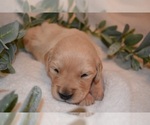 Small Photo #44 Golden Retriever Puppy For Sale in RICHMOND, TX, USA