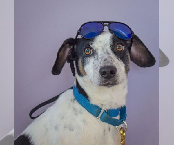 Medium Photo #6 Jack-A-Bee Puppy For Sale in Huntley, IL, USA