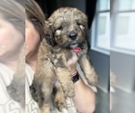 Small #6 Bernedoodle