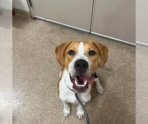 Quill - Male Mutt Dog for Adoption - Photo #2