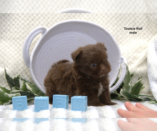 Medium Photo #10 Shiranian Puppy For Sale in CLARE, MI, USA