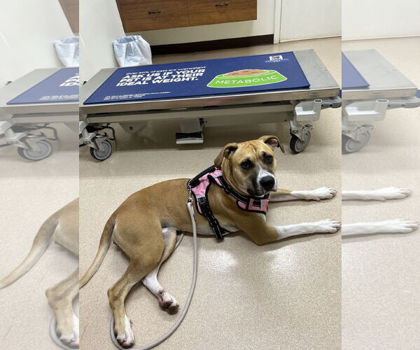 Medium Photo #3 Boxer-Unknown Mix Puppy For Sale in Miami, FL, USA