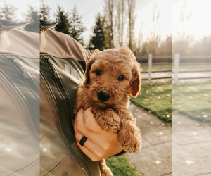 Goldendoodle Puppy for sale in FERNDALE, WA, USA