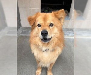 Dale - Male Chow Chow-Unknown Mix Dog for Adoption - Photo #4
