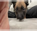 Small Photo #164 Belgian Malinois Puppy For Sale in REESEVILLE, WI, USA