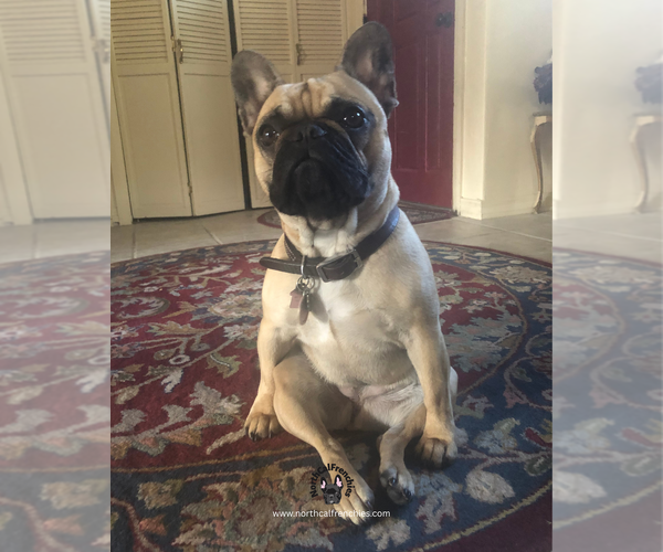 Medium Photo #3 French Bulldog Puppy For Sale in SACRAMENTO, CA, USA