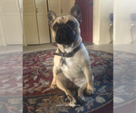Giselle - Female French Bulldog Puppy for Sale - Photo #3