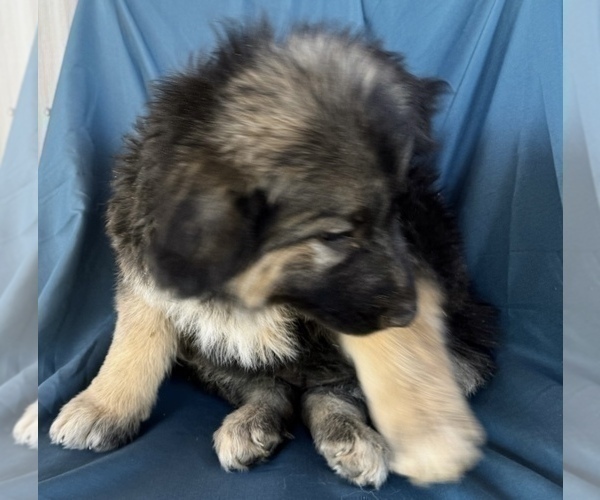Medium Photo #7 King Shepherd Puppy For Sale in PEACH SPRINGS, AZ, USA