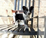 Small #2 Australian Cattle Dog-Border Collie Mix