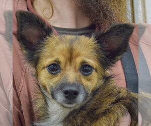 Chion Dogs for adoption in Huntley, IL, USA