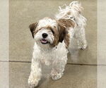 Small #1 Shih Tzu Mix