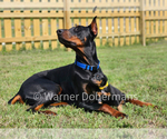 Small Photo #12 Doberman Pinscher Puppy For Sale in KEMPNER, TX, USA